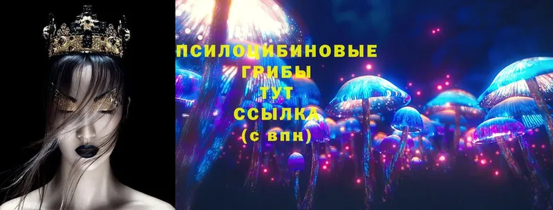 Галлюциногенные грибы Psilocybe  Хвалынск 